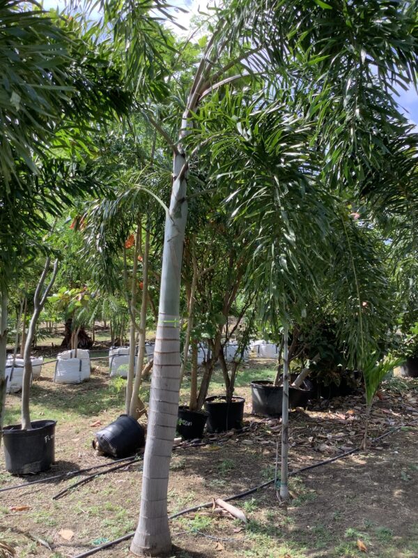 Foxtail Palm p/mtr