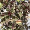 Café con leche 3G (Pseuderanthemum - Atropurpureum)