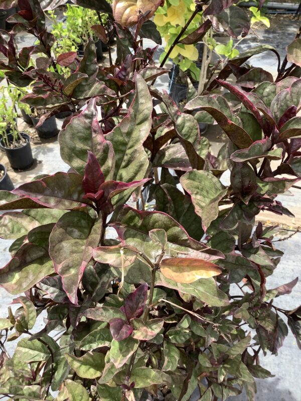Café con leche 3G (Pseuderanthemum - Atropurpureum)