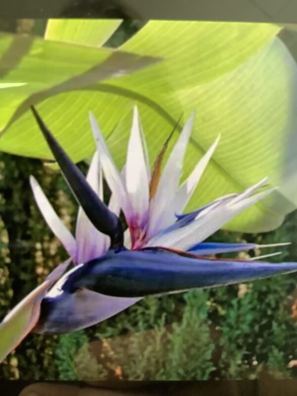 Bird of paradise white 15G (Stelitzia nicolai)