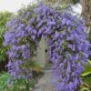 Petrea vine queens wreath 7G (Petrea volubilis alba)