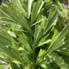 Fishtail (grow bag)