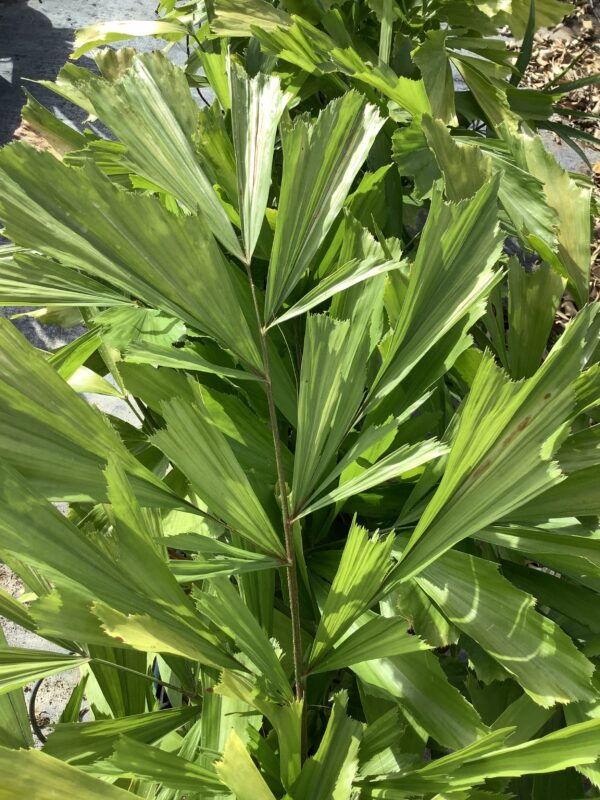 Fishtail (grow bag)