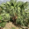 Chinese Fan Palm p/mtr