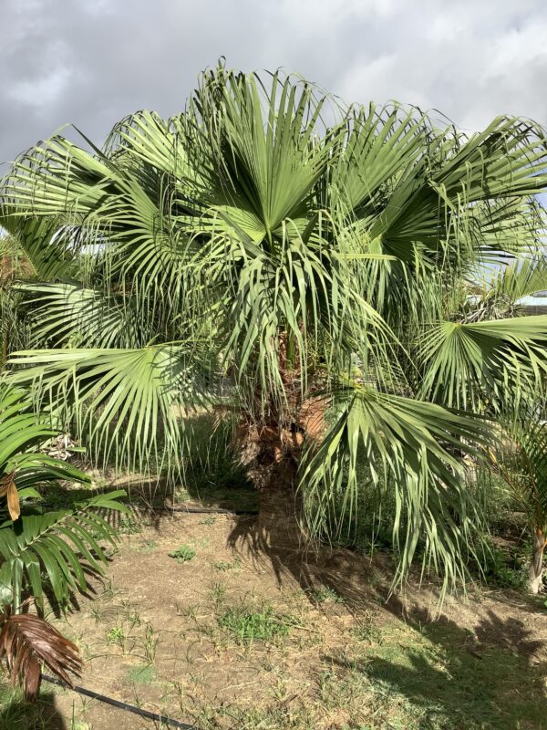 Chinese Fan Palm p/mtr