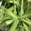 Dracaena Song of Jamaica 3G (Pleomele Reflexa)