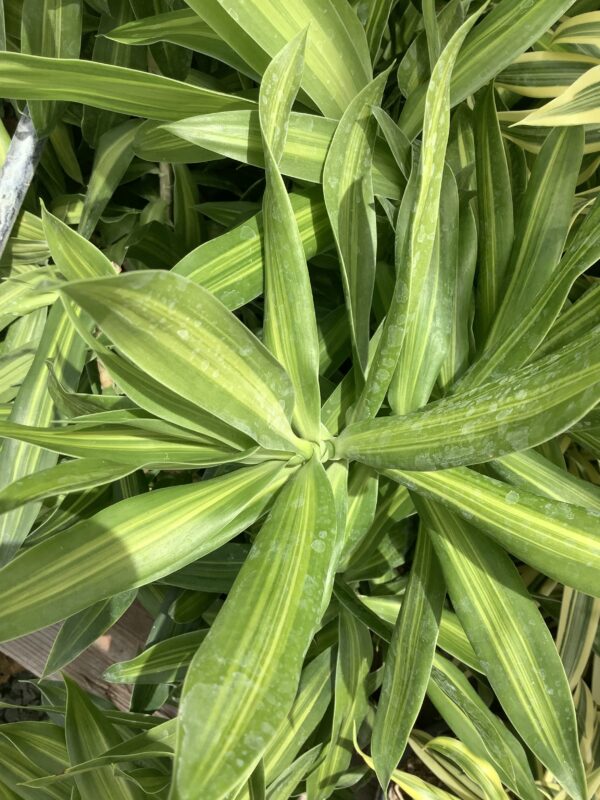 Dracaena Song of Jamaica 3G (Pleomele Reflexa)