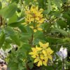 Tryallis (Galphimia Glauca) 3G