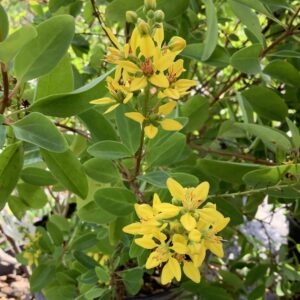 Tryallis (Galphimia Glauca) 3G