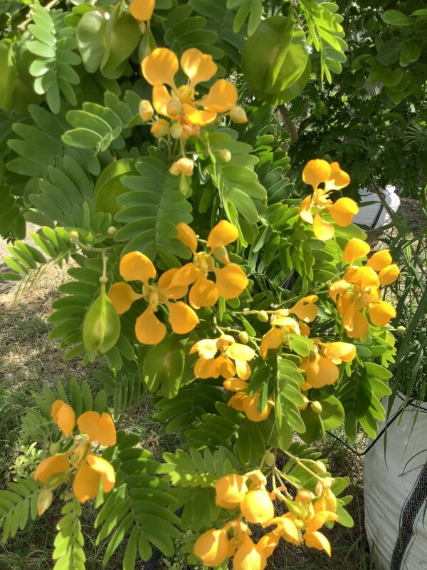Bulnesia  25G