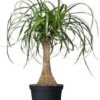 Ponytail 7G(Beaucarnea Recurvata)