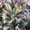 Moses in the cradle  1G (Tradescantia Spathacea)