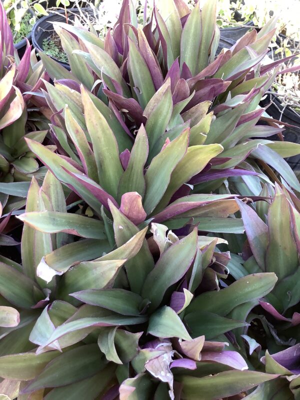 Moses in the cradle  1G (Tradescantia Spathacea)