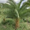 Phoenix Sylvestris p/mtr