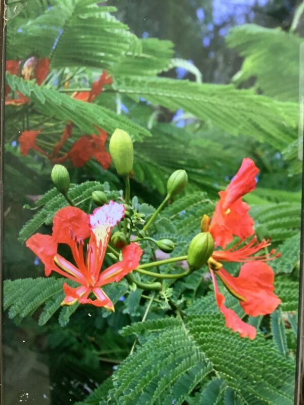Flamboyan - Royal Poinciana - (Delonix Regia) 7G