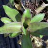 Callisia Fragrans 3G (kruiper)