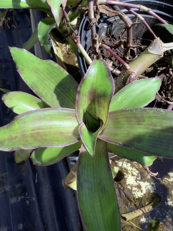 Callisia Fragrans 3G (kruiper)
