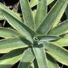 Agave Desmettiana Green 3G