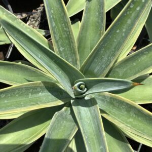 Agave Desmettiana Green 3G
