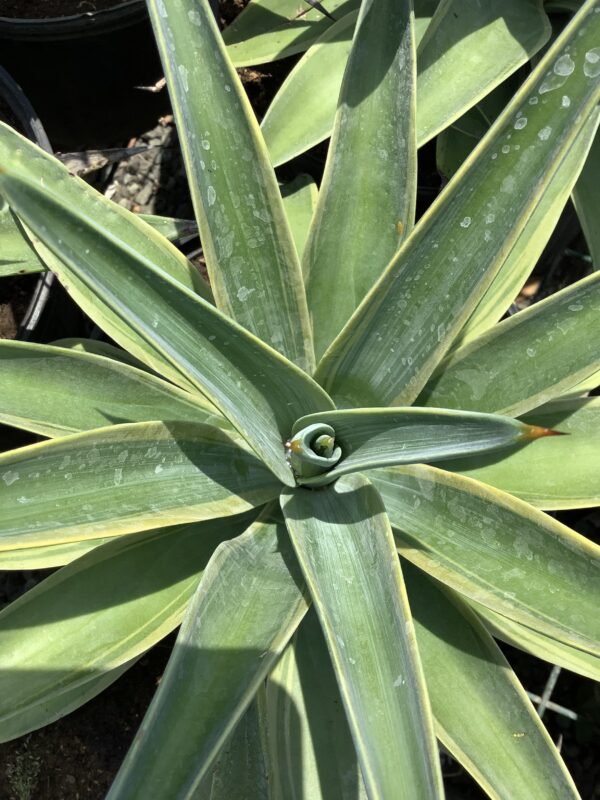 Agave Desmettiana Green 3G