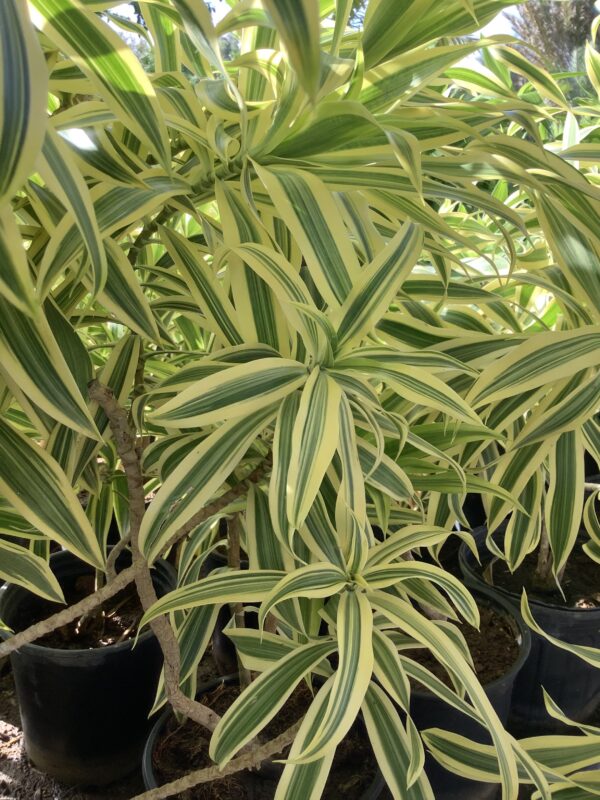 Dracaena Song of India 3G (Pleomele Reflexa Variegated)