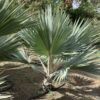 Lantania Loddigesii  palm p/mtr