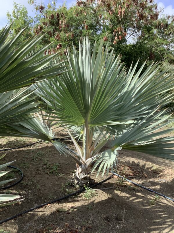 Lantania Loddigesii  palm p/mtr