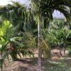 Alexander Palm Single p/mtr