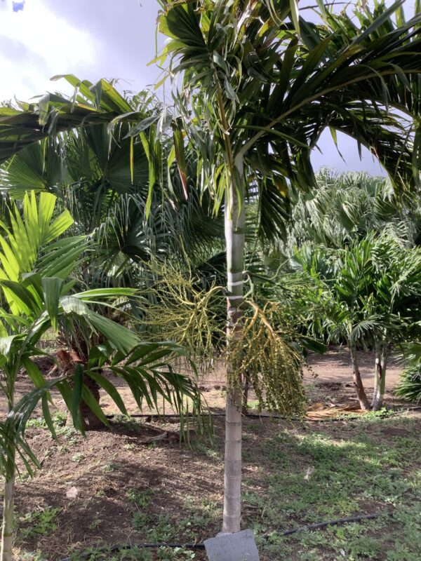 Alexander Palm Single p/mtr