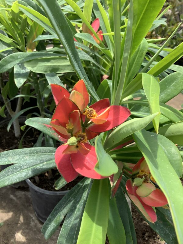Jamaican Poinsettia 3G (Euphorbia Punicea)
