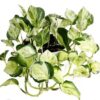 Epipremnum Aurum - Drakenklimop (bont) 1G