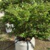 Wayaca 15G