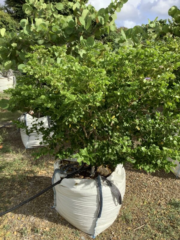 Wayaca 15G