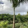 Royal Palm p/mtr