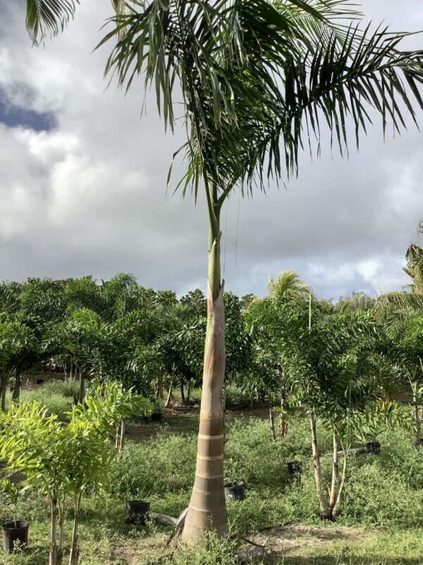 Royal Palm p/mtr