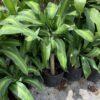 Dracaena mass cane corn plant 3G (Dracaena fragrans massangeana)