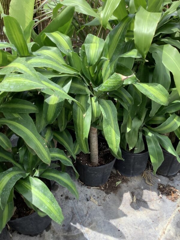 Dracaena mass cane corn plant 3G (Dracaena fragrans massangeana)