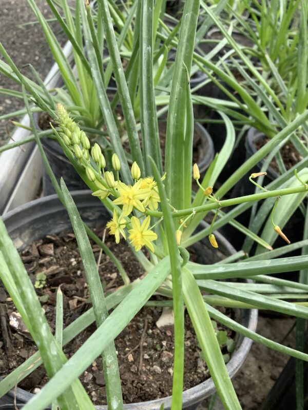 Bulbine yellow (Bulbine frutescens) 1G