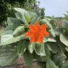 Carawara Geiger Tree 15G (Orange Geiger Tree)