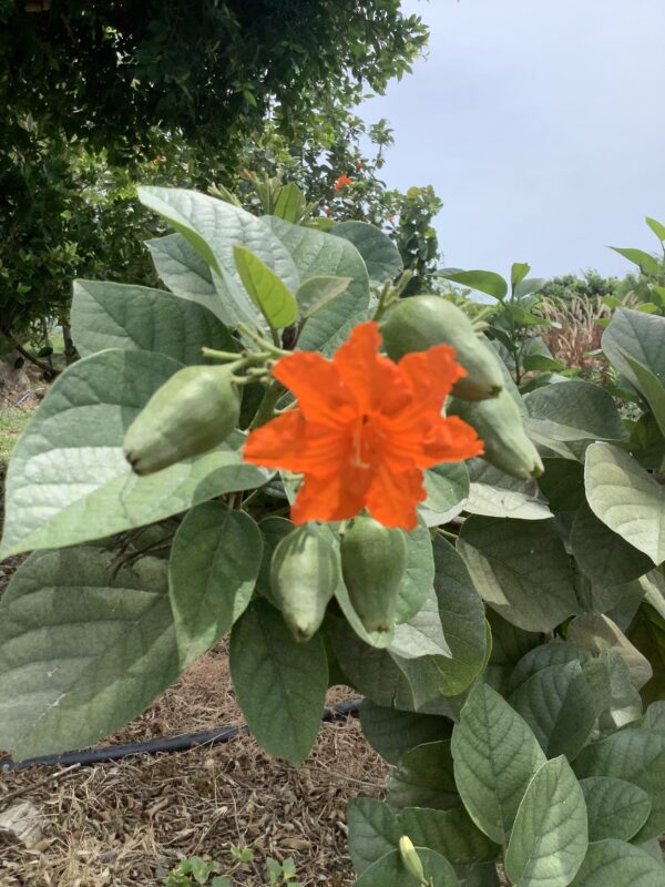 Carawara Geiger Tree 15G (Orange Geiger Tree)