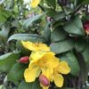 Ochna Serrulata 3G