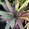 Tradescantia 1G (Tradescantia Spathacea Tricolor)