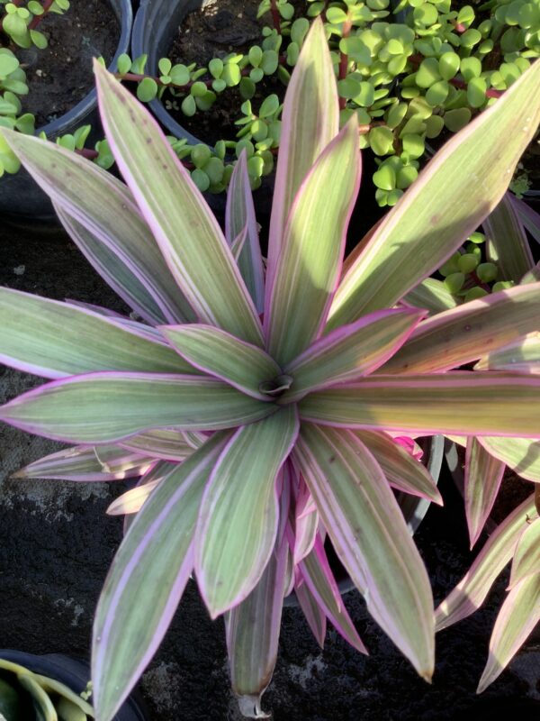 Tradescantia 1G (Tradescantia Spathacea Tricolor)