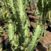 Euphorbia Trigona 1G (African Milk Tree  leaf)
