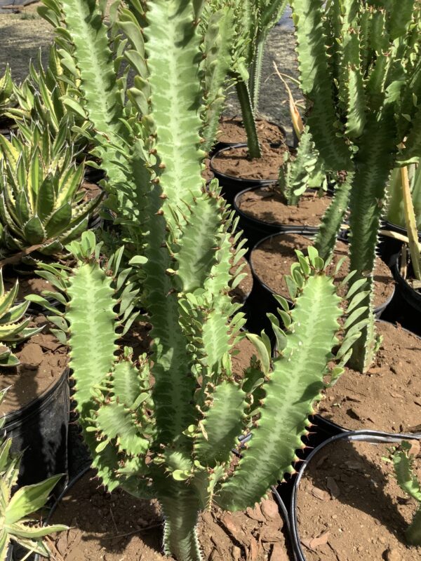 Euphorbia Trigona 1G (African Milk Tree  leaf)
