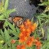 Milkweed 1G (Asclepias)