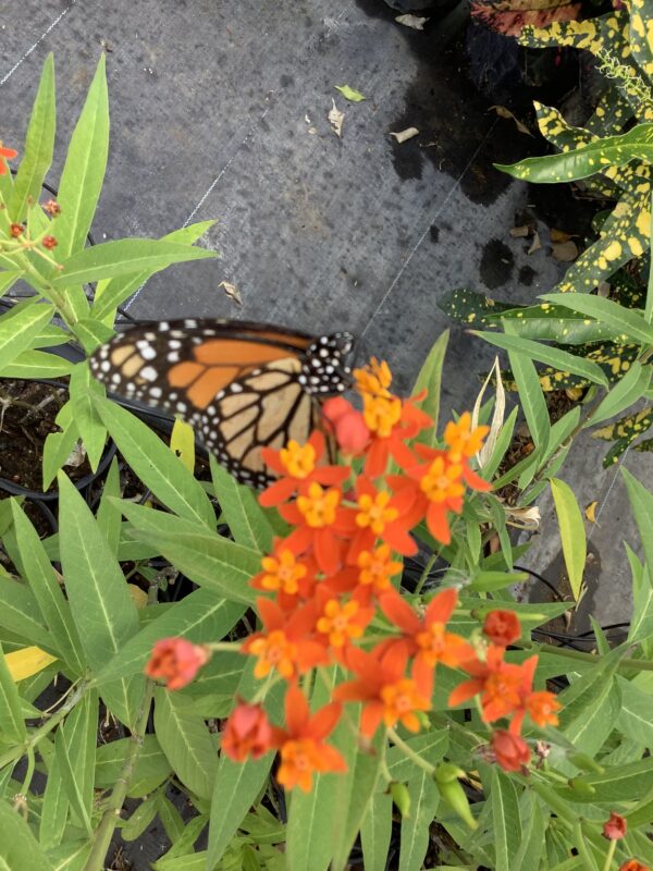 Milkweed 1G (Asclepias)