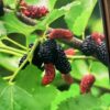 Mulberry 3G
