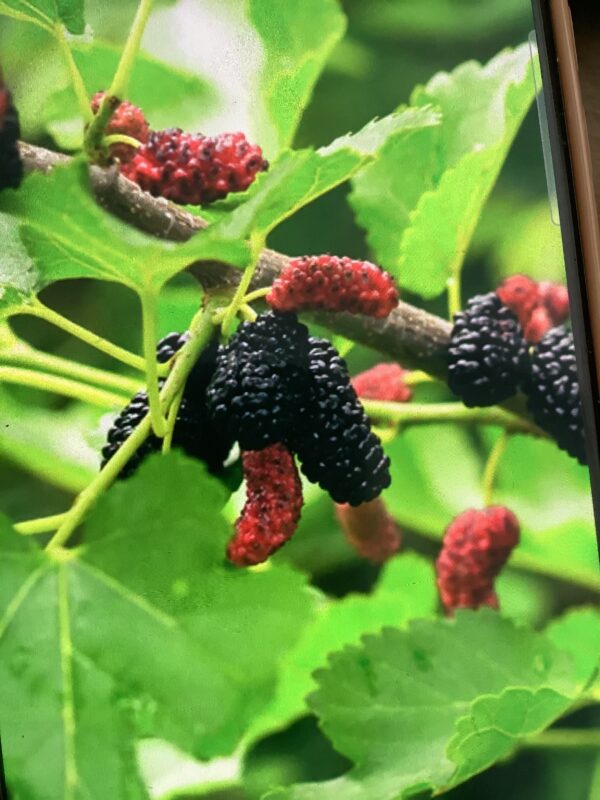 Mulberry 3G