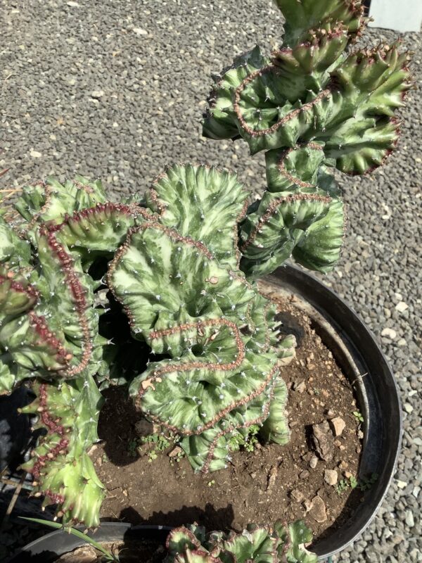 Cactus Cerus (hersencactus) 1G